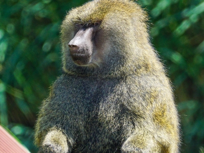 Groene baviaan - De Zonnegloed - Dierenpark - Dieren opvangcentrum - Sanctuary